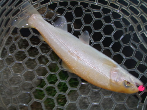 「平谷湖FS」で復習釣行　その１