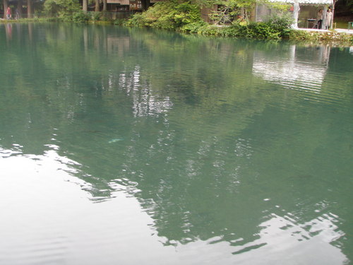 「醒ヶ井養鱒場」 最近はどうかな  その３
