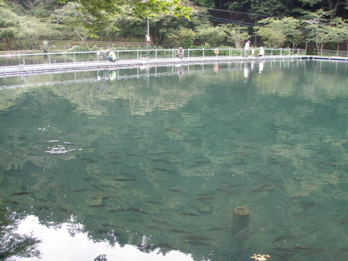 ｢醒ヶ井養鱒場」　　面白かったですよ！　　その３