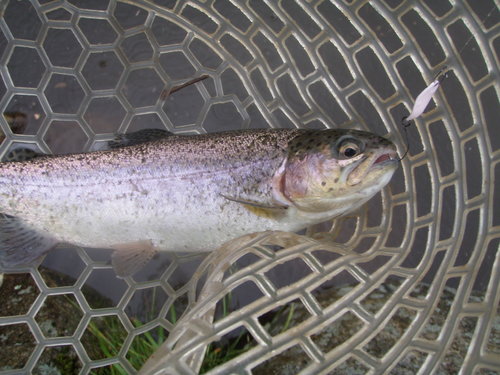 悶絶エンザは治ったのか？　in  「平谷湖FS」　その１