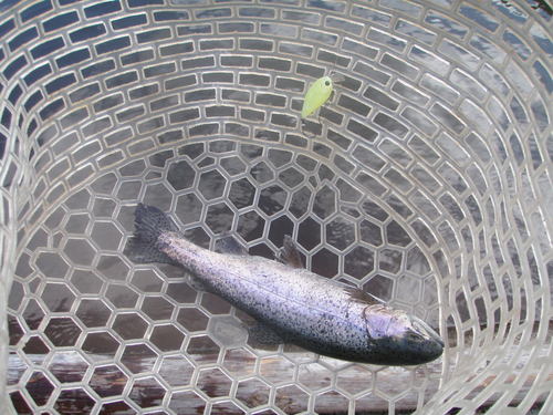 悶絶エンザは治ったのか？　in  「平谷湖FS」　その３