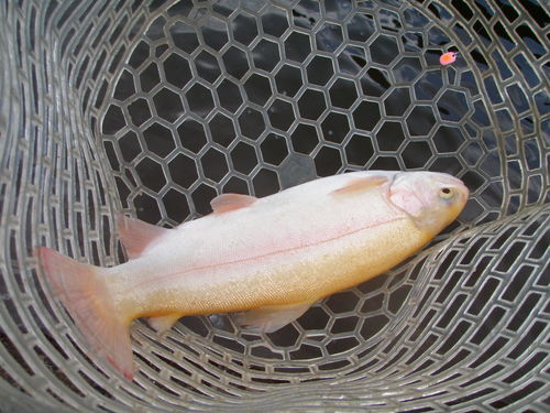「平谷湖FS」　NKC三昧でした。　その３