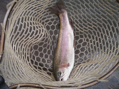 久しぶり！ in 「平谷湖FS」釣行　その２
