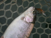 「醒ヶ井養魚場」　入替後釣行　最終話 2011/08/11 22:31:30