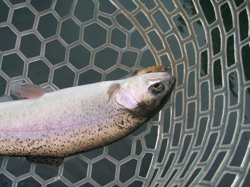 「醒ヶ井養魚場」　入替後釣行　最終話