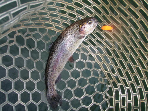 「醒ヶ井養魚場」　in  お盆休み　その２