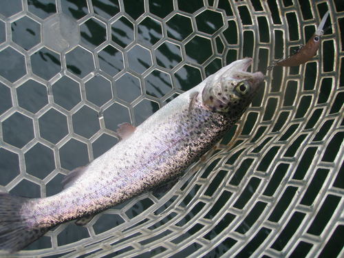 「醒ヶ井養魚場」　in  お盆休み　その２