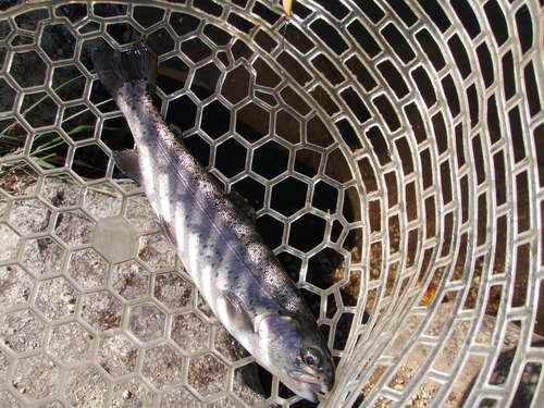 ドットコム２日後釣行　in  「平谷湖FS」　その２