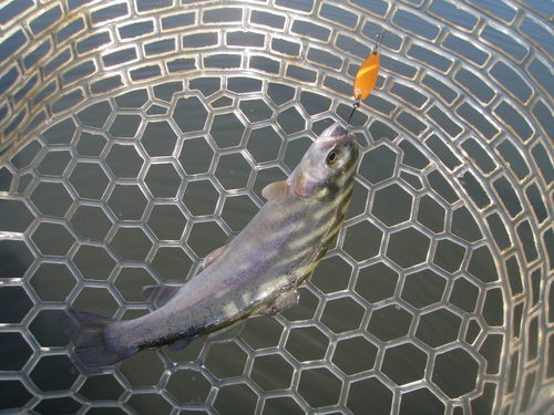 すごいぞ！！「岡崎トラウトポンド」釣行　その２
