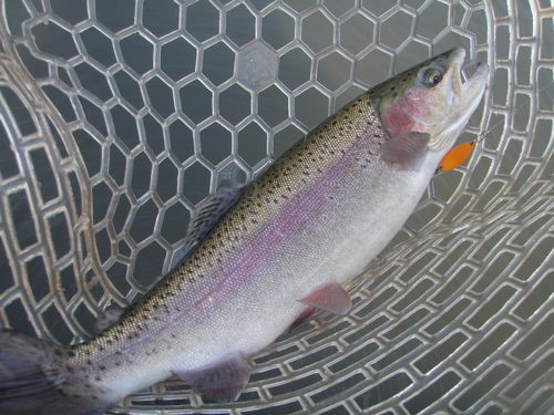 すごいぞ！！「岡崎トラウトポンド」釣行　その２
