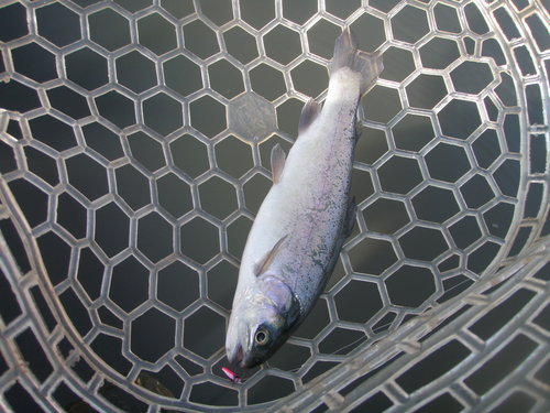 すごいぞ！！「岡崎トラウトポンド」釣行　その２