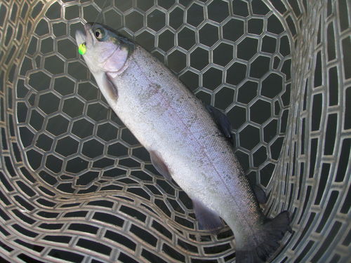 すごいぞ！！「岡崎トラウトポンド」釣行　その２