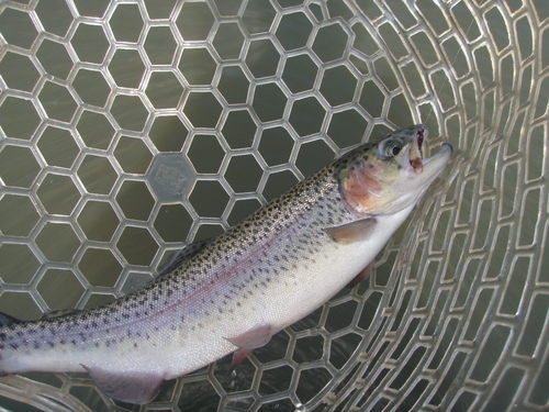 すごいぞ！！「岡崎トラウトポンド」釣行　その２