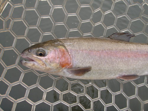 ｢岡崎トラウトポンド」調子にのって・・・その２