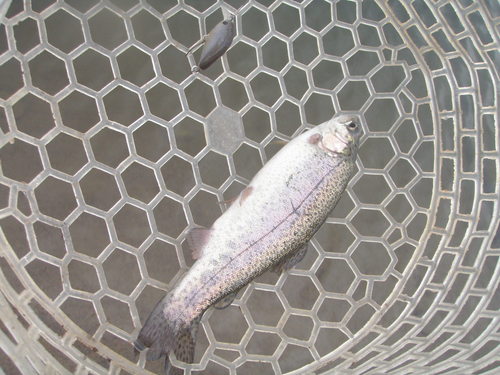 「北方ます釣り場」で癒されたか！？　その２