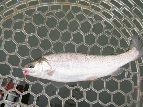 今年最後の釣行 in 「岡崎トラウトポンド」
