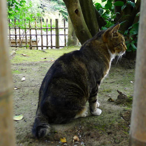 三渓園のねこ