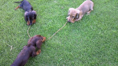 ドッグランと子犬たち～
