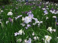 県立相模原公園「水無月園」の菖蒲が見ごろ