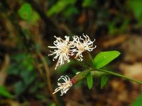 秋の花散歩　高尾山