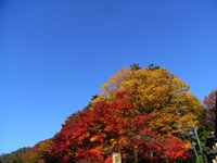 紅葉が見頃　高尾山から小仏城山へ