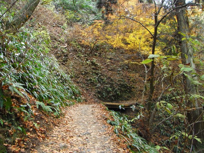 鬼女蘭の綿毛とシモバシラ　高尾山