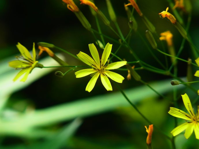 あやふや花知識で高尾山へ