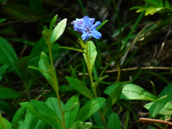 あやふや花知識で高尾山へ