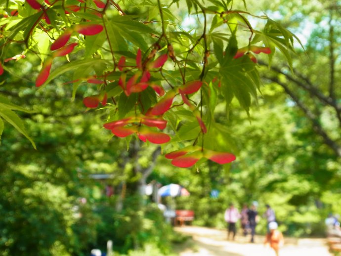 あやふや花知識で高尾山へ