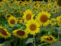 座間市の「ひまわり畑」と忘れ物