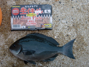 高島釣り（デビュー戦）