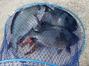 高島釣り（デビュー戦）