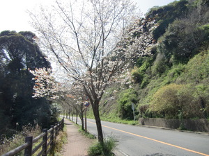 稲佐山サイクリング