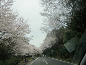 桜吹雪