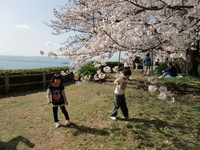 桜吹雪 2010/04/01 17:26:28