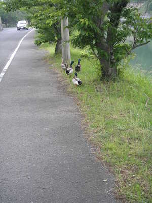 嬉野・武雄やっつけサイクリング②