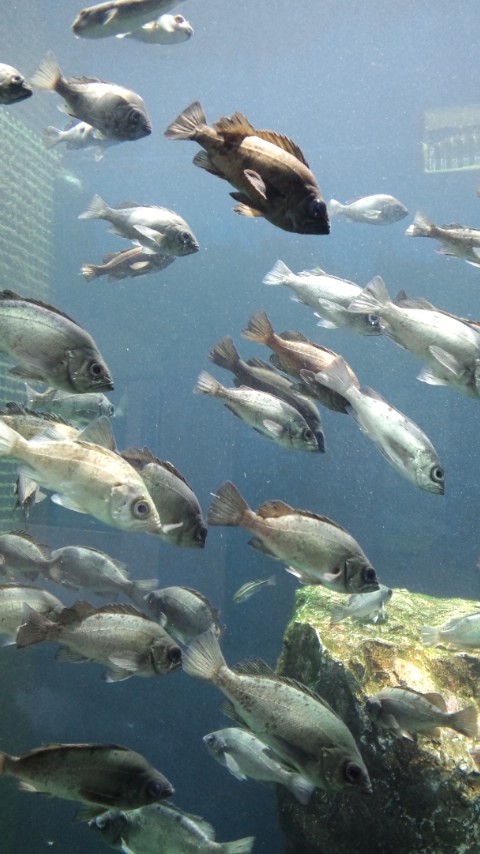 水族館