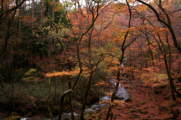 紅葉狩り