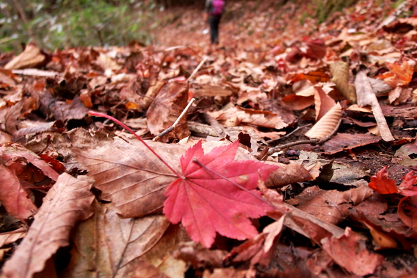 紅葉狩り