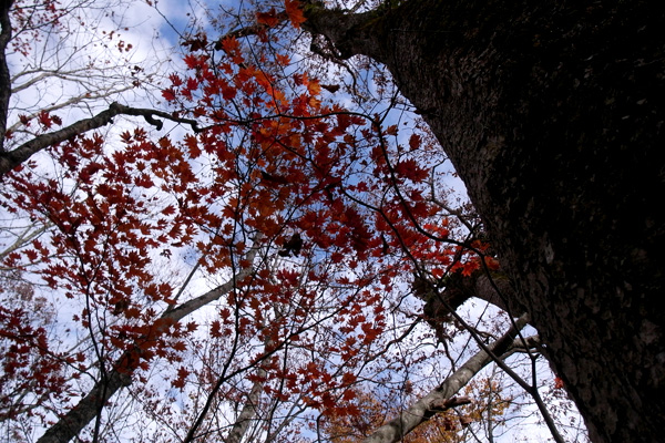 紅葉狩り
