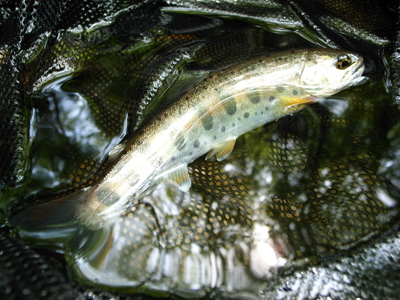 釣り行脚（大月）