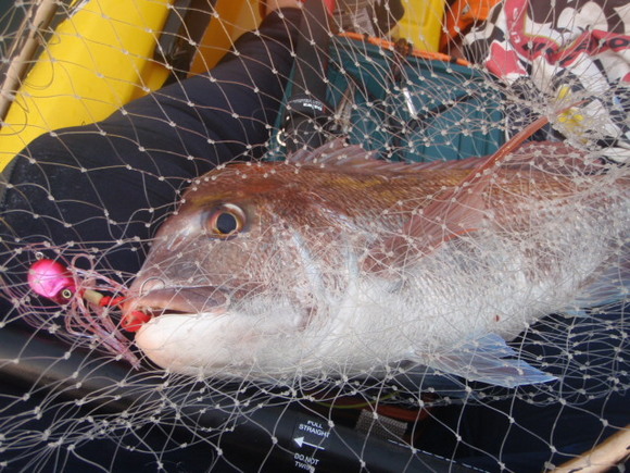 海愛人 はじけよう カヤックde鯛カブラ