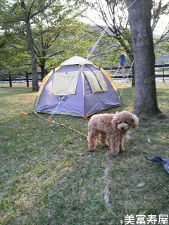 キャンプ場で、小型犬をノーリードっぽく、つないでおくには