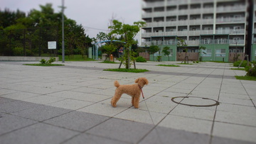 7月4日朝のちゃこ