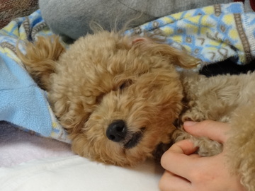ちゃこ、入院す。