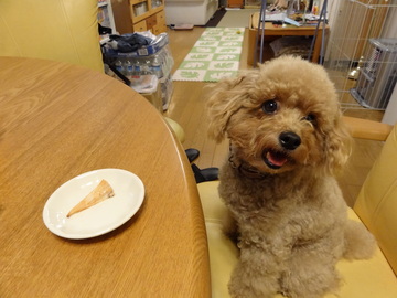 ちゃこの入院中のこと
