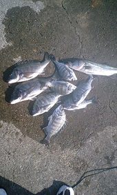 今週の釣り～妻鹿釣行～