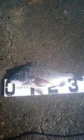 今週の釣り～妻鹿釣行～