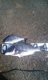 今週の釣り～妻鹿釣行～