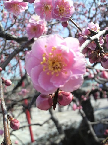 桜はまだ？